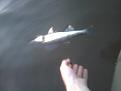 Нажмите на изображение для увеличения.

Название:	2012-06-04 21.45.15.jpg
Просмотров:	2472
Размер:	166.1 Кб
ID:	3491199
