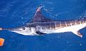 Нажмите на изображение для увеличения.

Название:	Striped_Marlin.jpg
Просмотров:	1517
Размер:	35.5 Кб
ID:	3491923