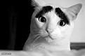 Нажмите на изображение для увеличения.

Название:	funny_cats_97.jpg
Просмотров:	305
Размер:	34.0 Кб
ID:	3493828