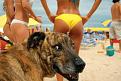 Нажмите на изображение для увеличения.

Название:	bikini-0007.jpg
Просмотров:	292
Размер:	46.9 Кб
ID:	3495439