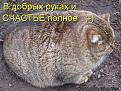 Нажмите на изображение для увеличения.

Название:	1338313585_1337929805_kotomatricy-20.jpg
Просмотров:	363
Размер:	38.4 Кб
ID:	3495473
