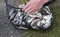 Нажмите на изображение для увеличения.

Название:	25.jpg
Просмотров:	989
Размер:	170.0 Кб
ID:	3495987