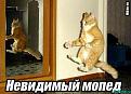 Нажмите на изображение для увеличения.

Название:	мопед.jpg
Просмотров:	279
Размер:	64.1 Кб
ID:	3498541