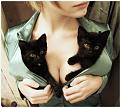 Нажмите на изображение для увеличения.

Название:	котята и сись.jpg
Просмотров:	307
Размер:	54.7 Кб
ID:	3498802