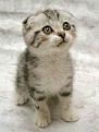 Нажмите на изображение для увеличения.

Название:	kitten.jpg
Просмотров:	258
Размер:	18.0 Кб
ID:	3499131