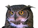 Нажмите на изображение для увеличения.

Название:	OwlAlpha.jpg
Просмотров:	203
Размер:	93.2 Кб
ID:	3499142