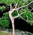Нажмите на изображение для увеличения.

Название:	1272084524_tree-10.jpg
Просмотров:	275
Размер:	88.6 Кб
ID:	3499153
