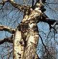 Нажмите на изображение для увеличения.

Название:	Woods_22.jpg
Просмотров:	276
Размер:	113.6 Кб
ID:	3499154