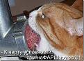 Нажмите на изображение для увеличения.

Название:	1328444073_cotomatt_thumb[5].jpg
Просмотров:	304
Размер:	97.3 Кб
ID:	3500323