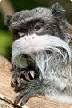 Нажмите на изображение для увеличения.

Название:	emperortamarin13.jpg
Просмотров:	288
Размер:	92.5 Кб
ID:	3500380