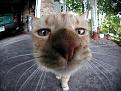 Нажмите на изображение для увеличения.

Название:	nice-pussy-closeup.jpg
Просмотров:	317
Размер:	53.5 Кб
ID:	3500814