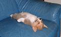 Нажмите на изображение для увеличения.

Название:	dogs_190.jpg
Просмотров:	278
Размер:	35.5 Кб
ID:	3500949