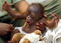 Нажмите на изображение для увеличения.

Название:	cute_monkey.jpg
Просмотров:	347
Размер:	44.2 Кб
ID:	3501292