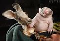 Нажмите на изображение для увеличения.

Название:	1343940798_these_funny_animals_1008_640_18.jpg
Просмотров:	267
Размер:	45.2 Кб
ID:	3501329