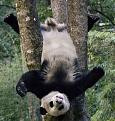 Нажмите на изображение для увеличения.

Название:	1343940817_these_funny_animals_1008_640_24.jpg
Просмотров:	275
Размер:	73.2 Кб
ID:	3501507