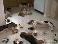 Нажмите на изображение для увеличения.

Название:	1305097503_1305066657_drunk-animals02.jpg
Просмотров:	265
Размер:	53.8 Кб
ID:	3501530