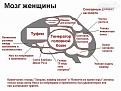 Нажмите на изображение для увеличения.

Название:	mozg-zh.jpg
Просмотров:	259
Размер:	87.6 Кб
ID:	3501567