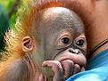 Нажмите на изображение для увеличения.

Название:	orangutan2-620x465.jpg
Просмотров:	309
Размер:	86.8 Кб
ID:	3501770