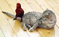 Нажмите на изображение для увеличения.

Название:	1343940815_these_funny_animals_1008_640_21.jpg
Просмотров:	268
Размер:	42.7 Кб
ID:	3501827