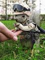 Нажмите на изображение для увеличения.

Название:	ArmySquirrel.jpg
Просмотров:	293
Размер:	22.1 Кб
ID:	3506960
