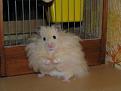 Нажмите на изображение для увеличения.

Название:	hamsters_22.jpg
Просмотров:	336
Размер:	22.8 Кб
ID:	3507942