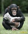 Нажмите на изображение для увеличения.

Название:	1271020357_chimpanzee_tiger_06.jpg
Просмотров:	306
Размер:	34.4 Кб
ID:	3508218