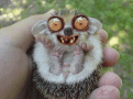 Нажмите на изображение для увеличения.

Название:	0_4c7ab_365f8790_L.gif
Просмотров:	288
Размер:	75.6 Кб
ID:	3508220