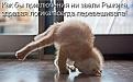 Нажмите на изображение для увеличения.

Название:	рыжик.jpg
Просмотров:	273
Размер:	31.2 Кб
ID:	3508387