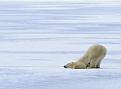 Нажмите на изображение для увеличения.

Название:	whitebear.jpg
Просмотров:	1075
Размер:	125.2 Кб
ID:	3509239