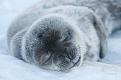 Нажмите на изображение для увеличения.

Название:	sleeping-animals-01.jpg
Просмотров:	286
Размер:	30.8 Кб
ID:	3509298