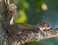 Нажмите на изображение для увеличения.

Название:	sleeping-animals-02.jpg
Просмотров:	245
Размер:	70.4 Кб
ID:	3509299