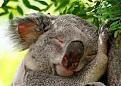 Нажмите на изображение для увеличения.

Название:	sleeping-animals-06.jpg
Просмотров:	241
Размер:	64.6 Кб
ID:	3509308