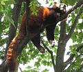 Нажмите на изображение для увеличения.

Название:	sleeping-animals-07.jpg
Просмотров:	236
Размер:	54.3 Кб
ID:	3509309