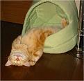 Нажмите на изображение для увеличения.

Название:	sleeping-animals-08.jpg
Просмотров:	264
Размер:	53.4 Кб
ID:	3509310