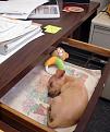 Нажмите на изображение для увеличения.

Название:	sleeping-animals-09.jpg
Просмотров:	242
Размер:	58.3 Кб
ID:	3509311