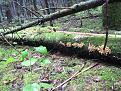 Нажмите на изображение для увеличения.

Название:	IMG_2952.JPG
Просмотров:	806
Размер:	142.4 Кб
ID:	3510369
