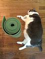 Нажмите на изображение для увеличения.

Название:	Thick%20Yoga%20Mat.jpg
Просмотров:	258
Размер:	126.4 Кб
ID:	3510580