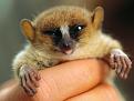 Нажмите на изображение для увеличения.

Название:	mouse-lemur-madagascar_45215_600x450.jpg
Просмотров:	415
Размер:	34.0 Кб
ID:	3515375