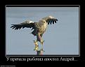 Нажмите на изображение для увеличения.

Название:	Demotivators_65-1-1595944698.jpg
Просмотров:	1552
Размер:	32.1 Кб
ID:	3516806