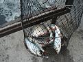 Нажмите на изображение для увеличения.

Название:	DSC04968 (Копировать).jpg
Просмотров:	640
Размер:	124.0 Кб
ID:	3517569
