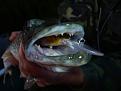 Нажмите на изображение для увеличения.

Название:	1сен. 2012.jpg
Просмотров:	970
Размер:	40.1 Кб
ID:	3523941
