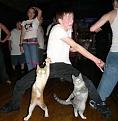 Нажмите на изображение для увеличения.

Название:	1275548879_cats-birthdays-18.jpg
Просмотров:	371
Размер:	59.3 Кб
ID:	3524598