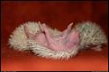 Нажмите на изображение для увеличения.

Название:	1280835386_021_13525_cute_hedgehogs_20.jpg
Просмотров:	304
Размер:	31.5 Кб
ID:	3524608