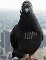 Нажмите на изображение для увеличения.

Название:	funny_birds_61.jpg
Просмотров:	271
Размер:	23.2 Кб
ID:	3525147