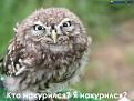 Нажмите на изображение для увеличения.

Название:	funny_birds_67.jpg
Просмотров:	307
Размер:	44.5 Кб
ID:	3525158