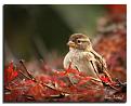 Нажмите на изображение для увеличения.

Название:	33622736_1223834715_Sparrow_in_Red_by_AlinaKurbiel.jpg
Просмотров:	290
Размер:	179.8 Кб
ID:	3525257