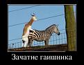 Нажмите на изображение для увеличения.

Название:	gai.jpg
Просмотров:	1391
Размер:	40.2 Кб
ID:	3525708