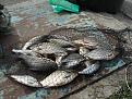 Нажмите на изображение для увеличения.

Название:	DSC05205 (Копировать).jpg
Просмотров:	642
Размер:	169.2 Кб
ID:	3526288