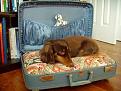 Нажмите на изображение для увеличения.

Название:	cama-cachorro-620-12_2712036799524599067.jpg
Просмотров:	258
Размер:	85.3 Кб
ID:	3526469