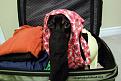 Нажмите на изображение для увеличения.

Название:	dachshund-hiding-in-suitcase.jpg
Просмотров:	257
Размер:	54.7 Кб
ID:	3526470
